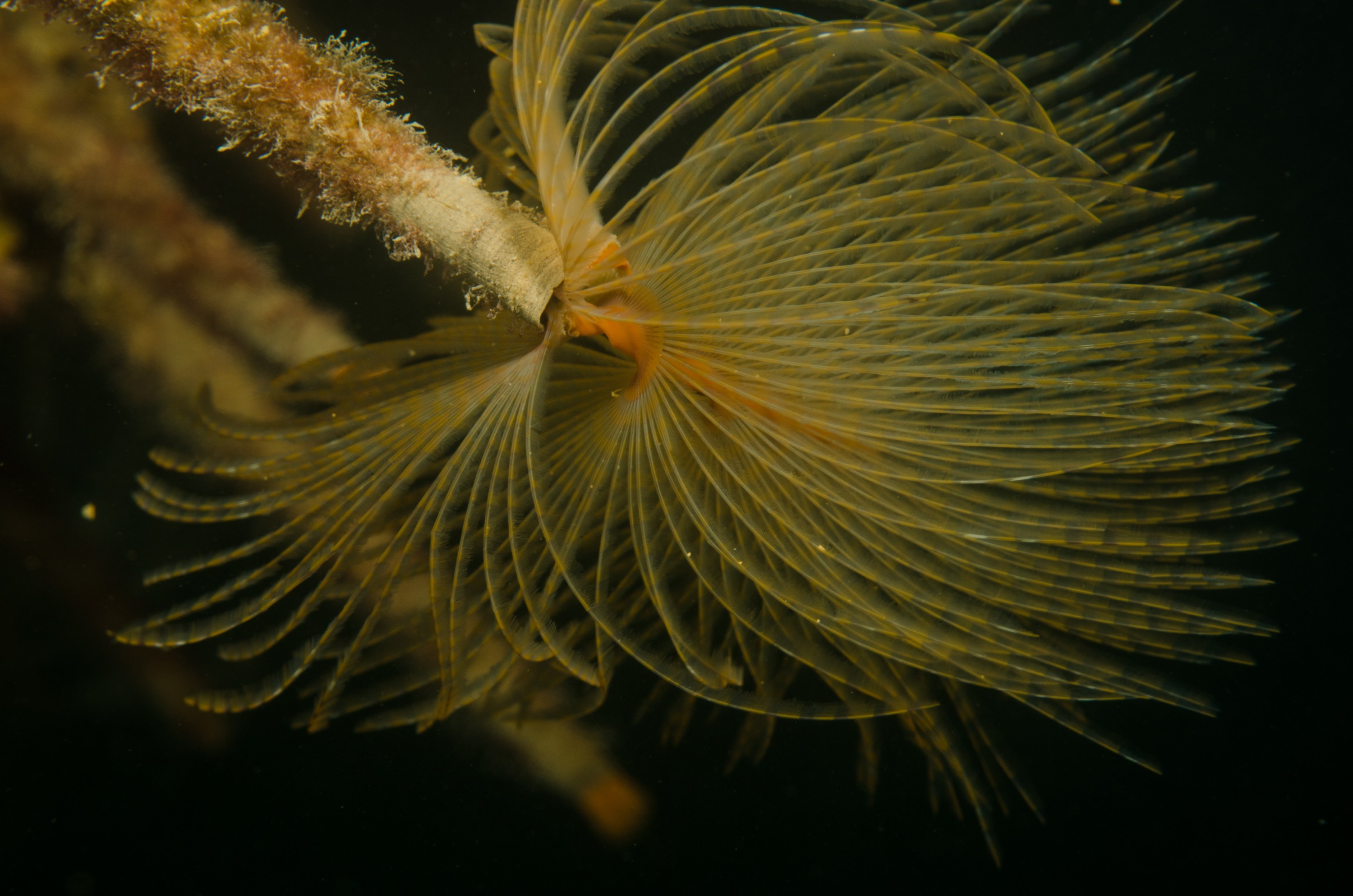 DSC_3214 – Mediterranean, fanworm, Sabella, spallanzanii, marine, pest, Auckland, underwater, crispin, nz, new, zealand, new zealand, fan, worm, marine, pest, invasive, Biosecurity